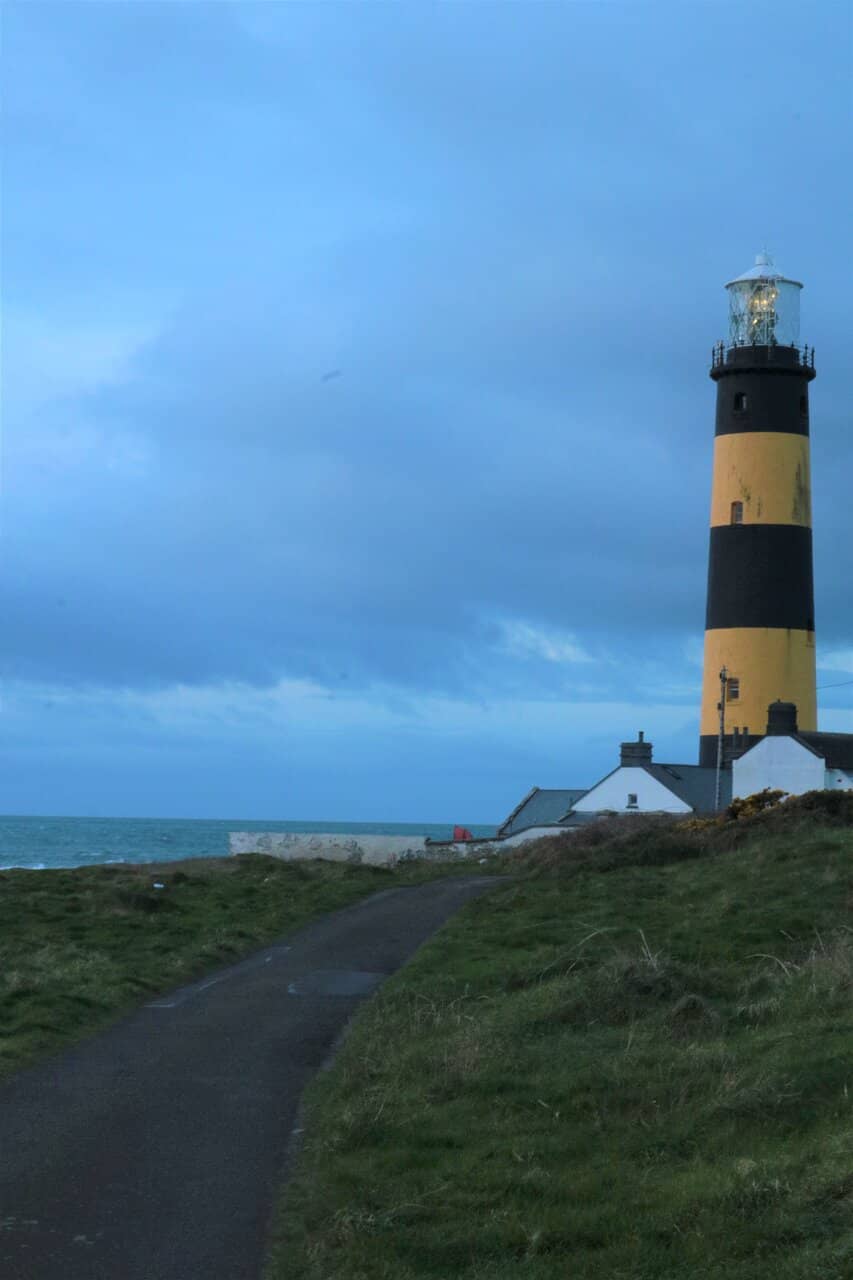 Abundant Wildflowers
