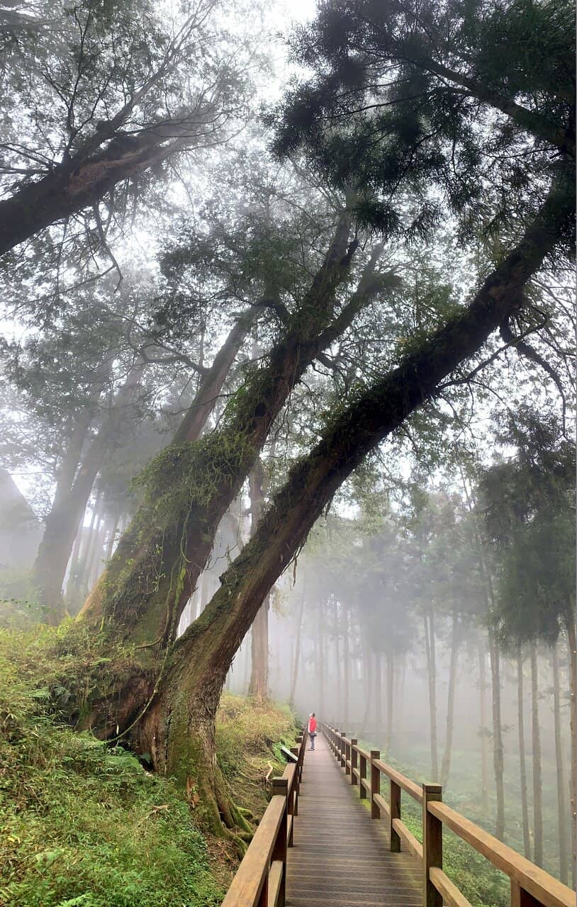 New Sacred Tree