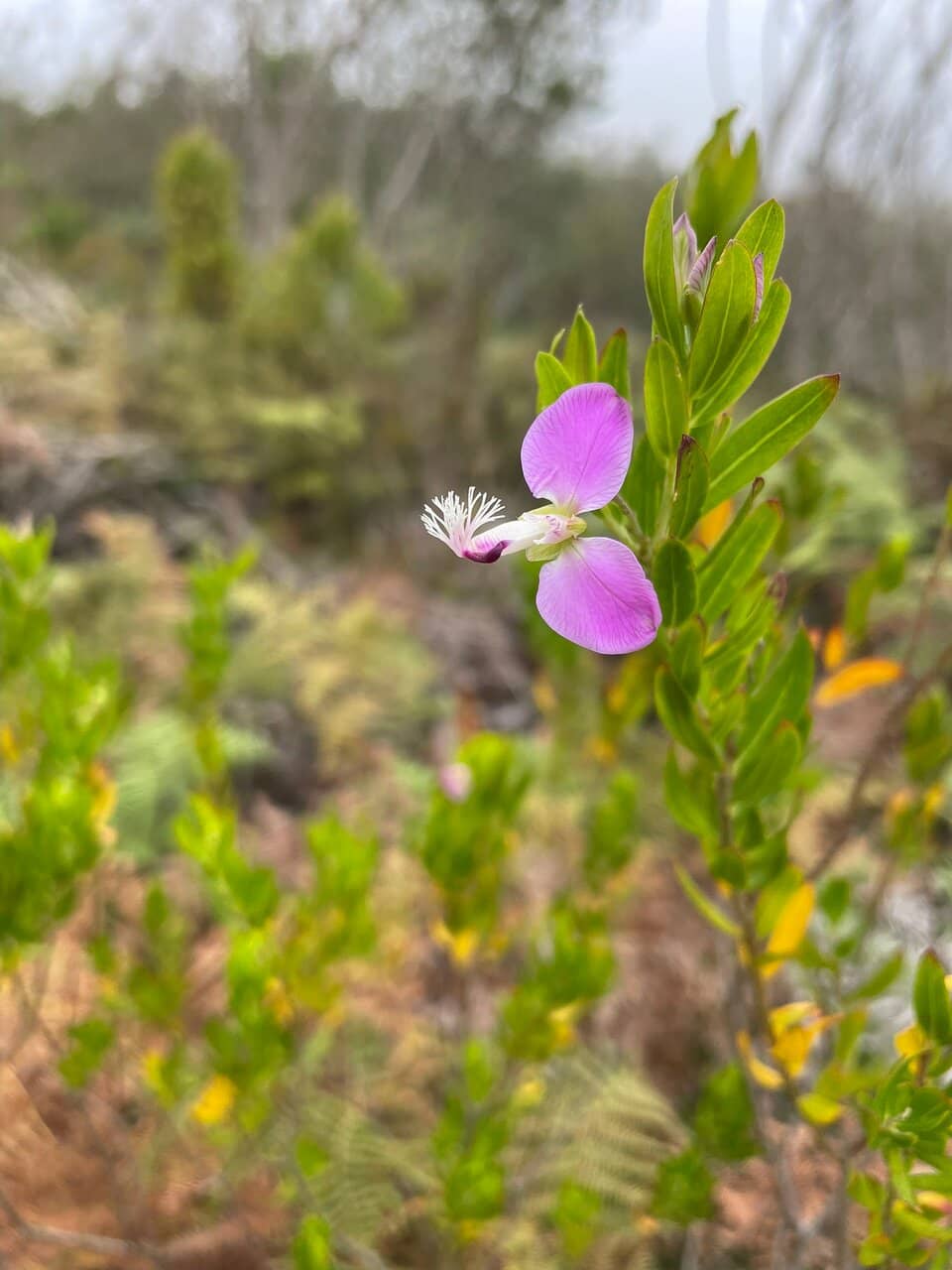 Noordhoek Peak Circuit