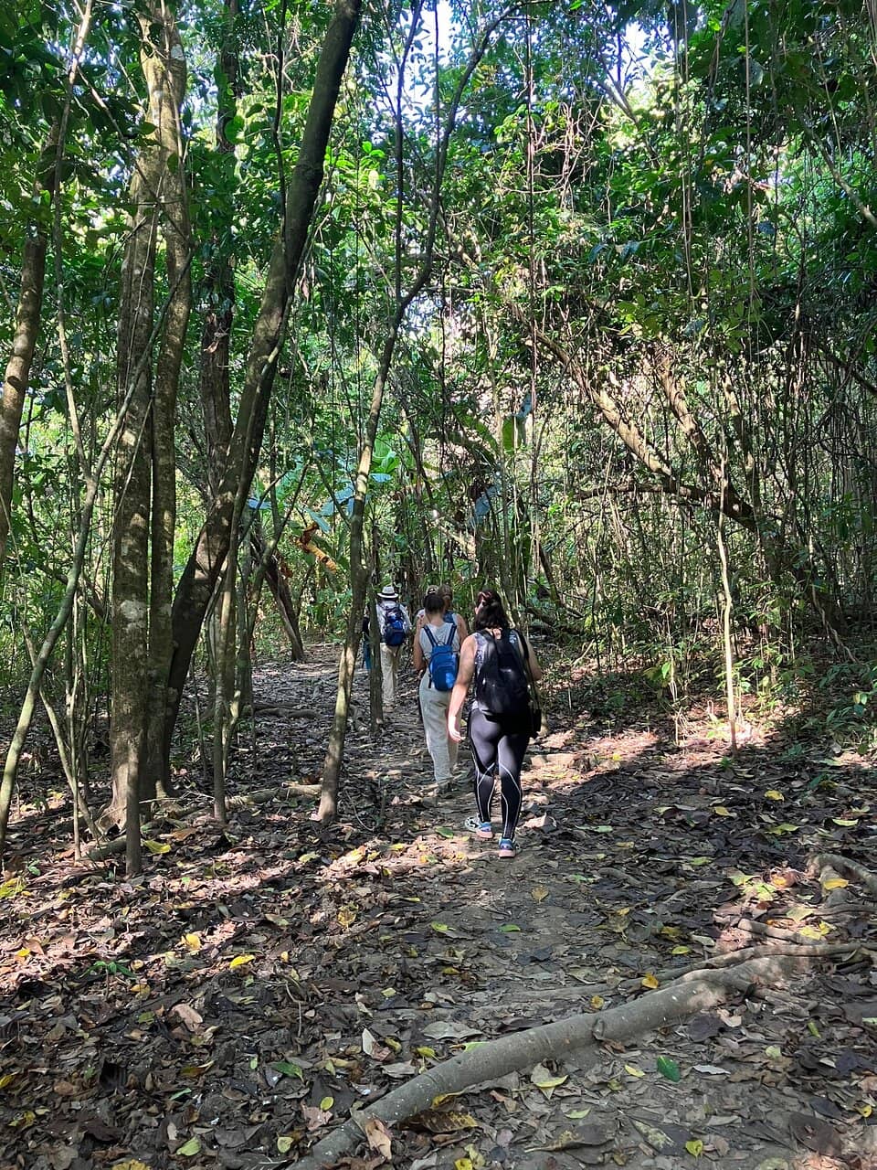Pristine Rainforest Ecosystem