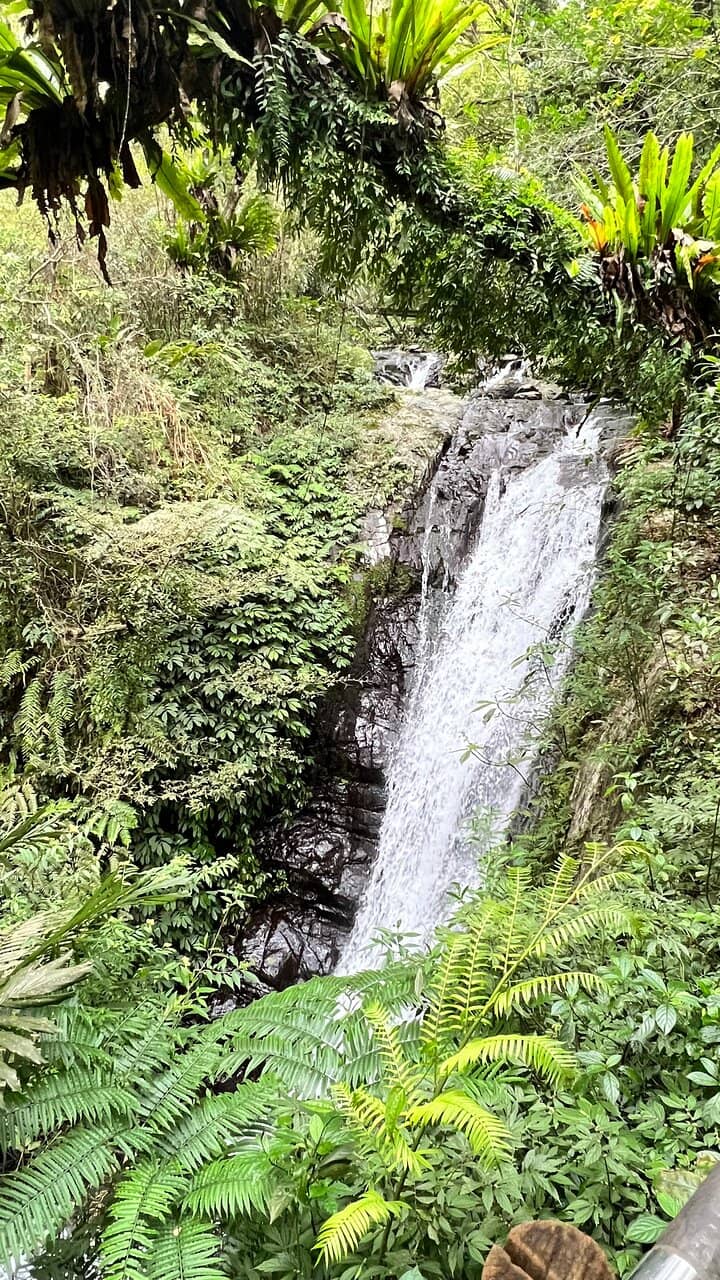 Lush Forest Scenery