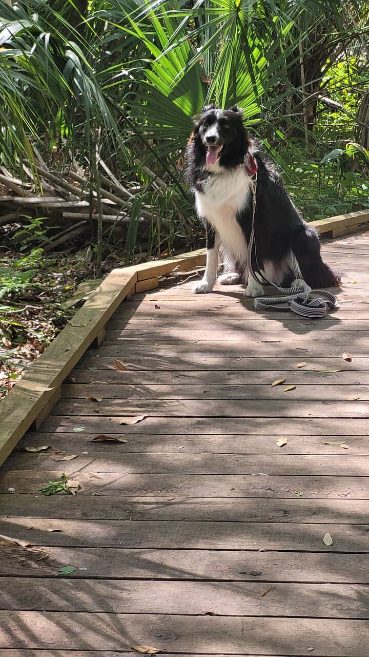 Fern Trail Boardwalk
