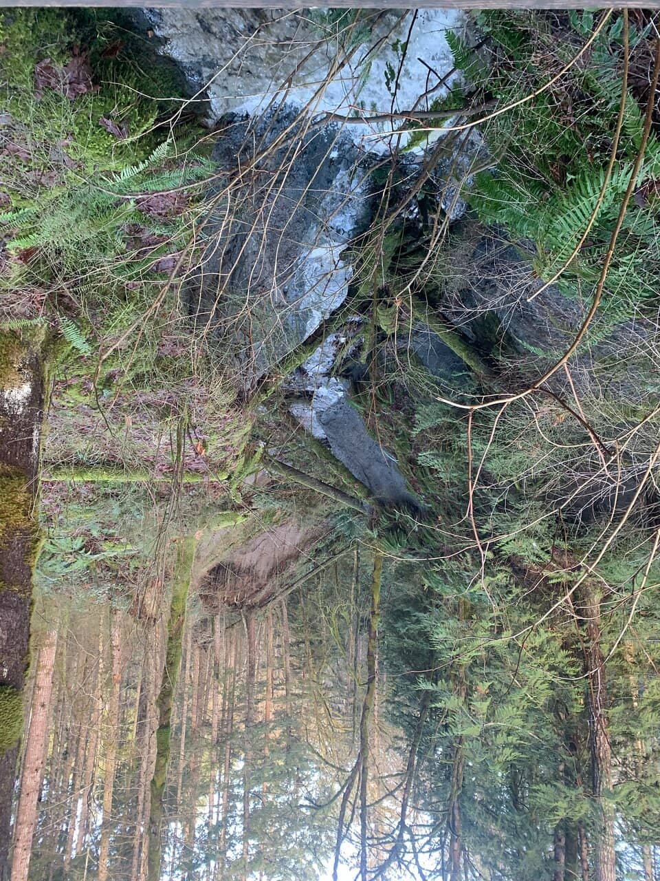 Wildlife Encounters