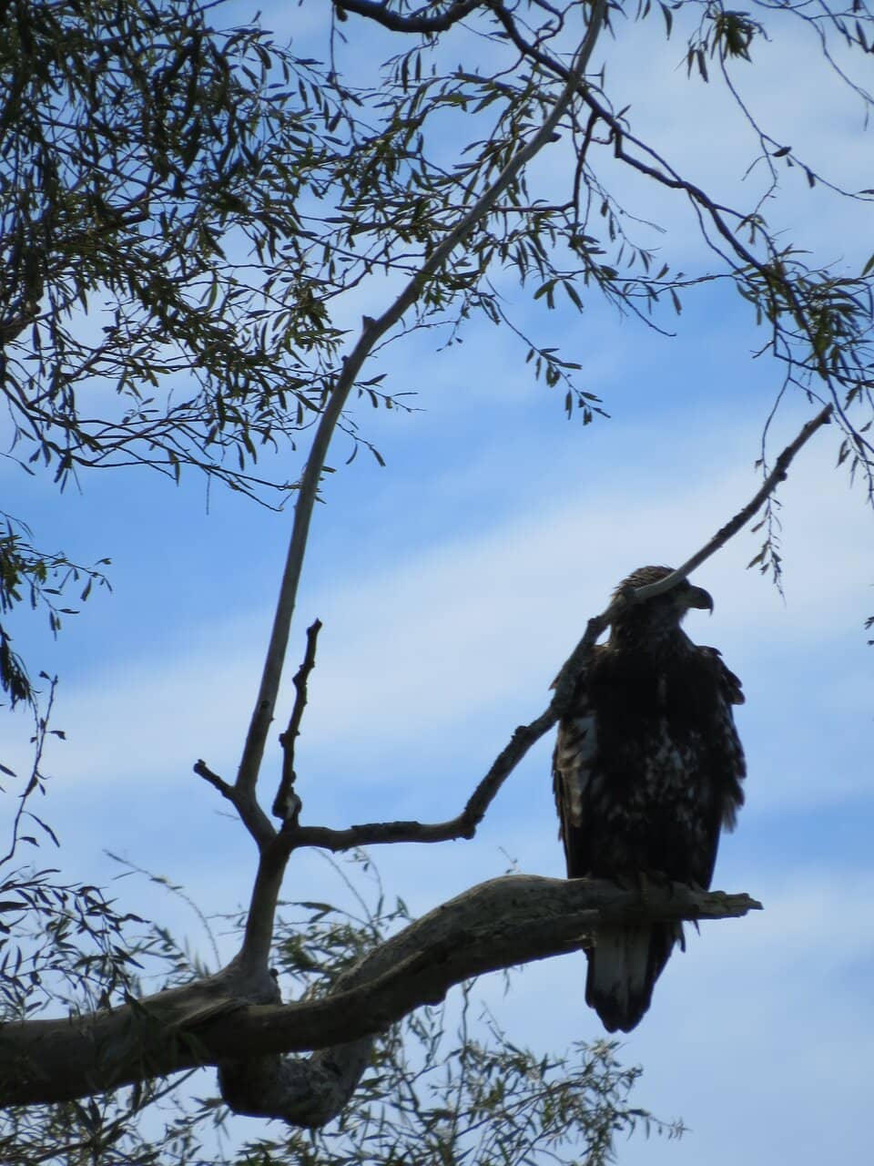 Acadian Expulsion Exhibits