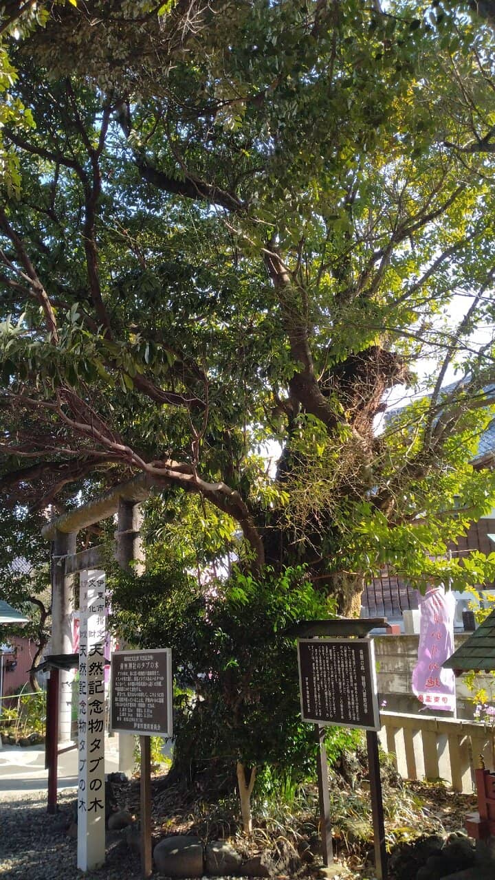 Princess Yae's Story