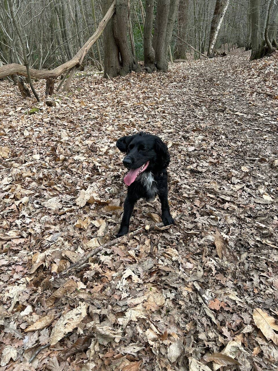 Tranquil Woodland Walks