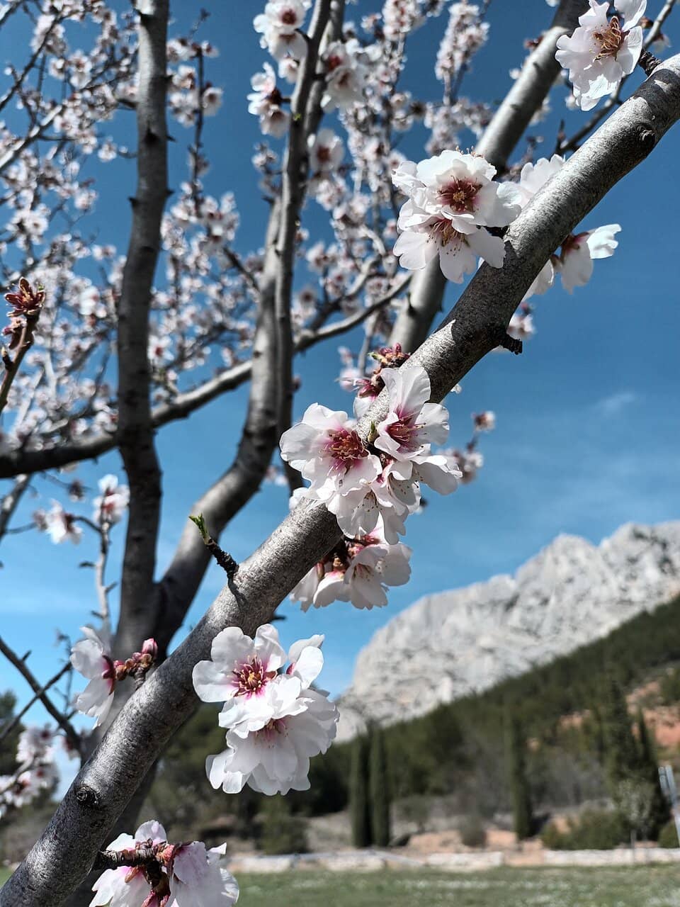 Historic Priory Architecture