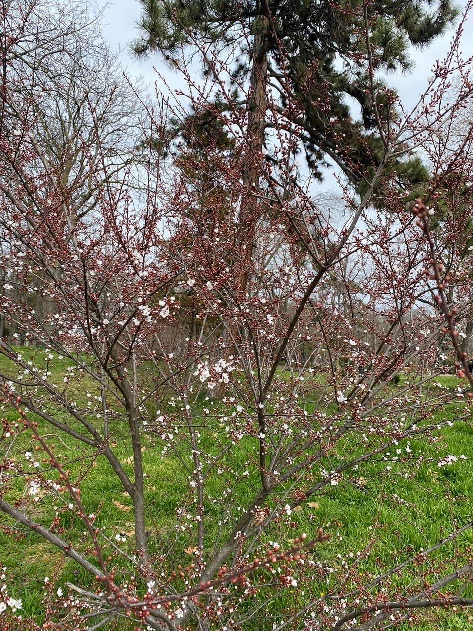 Medicinal Plants Section