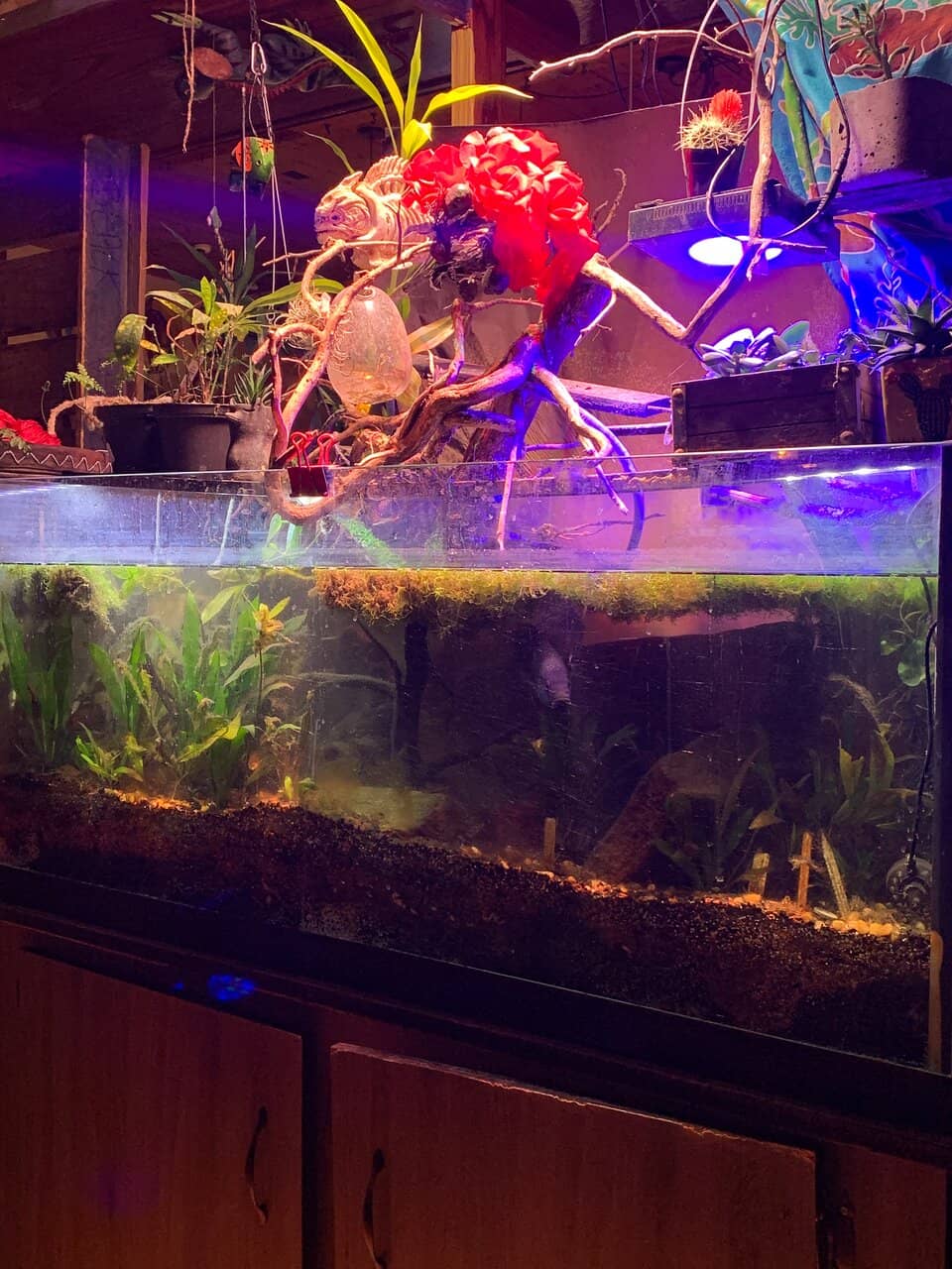 Vibrant and Kitsch Decor