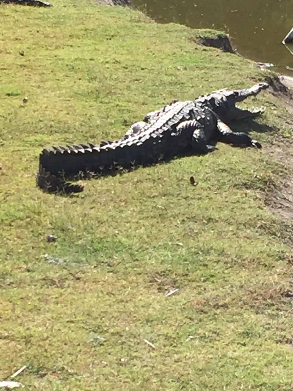 Well-Maintained Greens