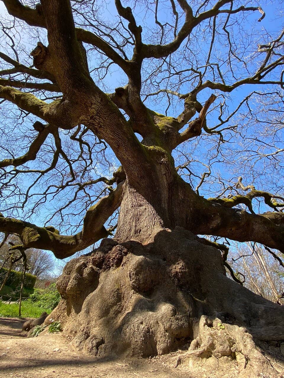 The 'Witches' Oak'