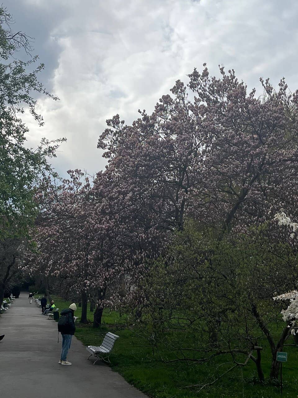 Magnolia and Sakura Blooms