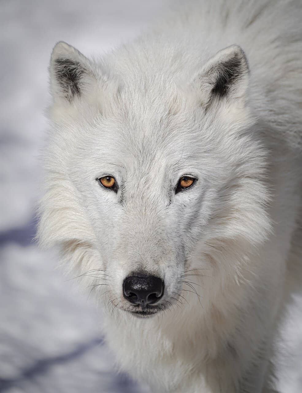 The Sanctuary's Origin Story