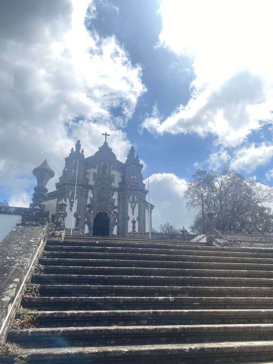Tranquil Cork Oak Grove
