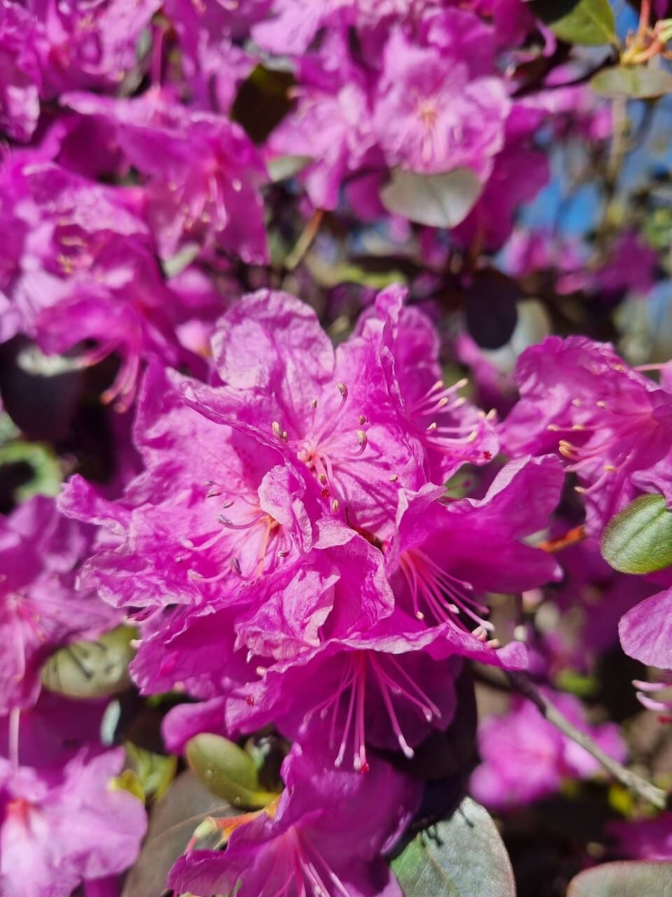 Rhododendron and Azalea Collection