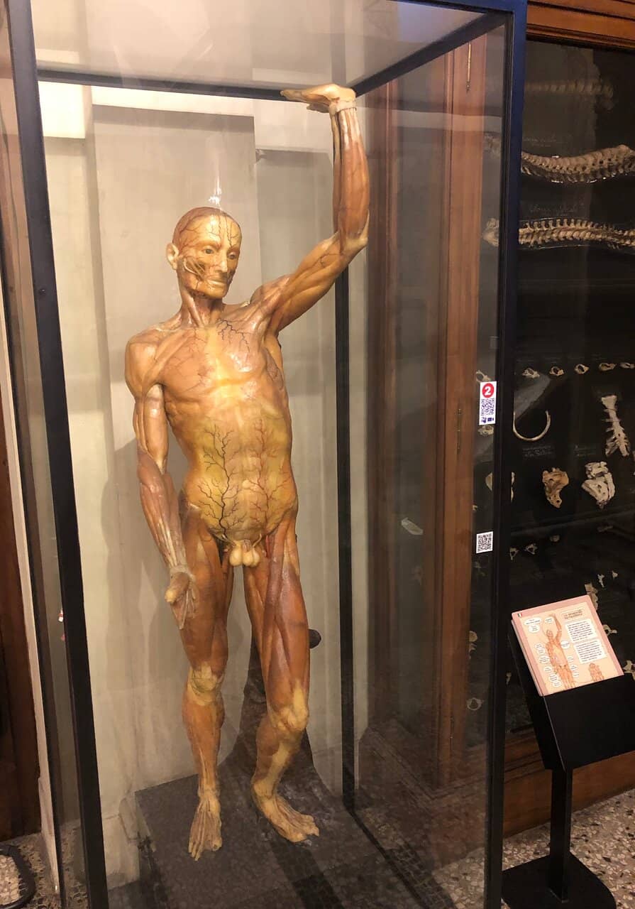 Phrenology Collection