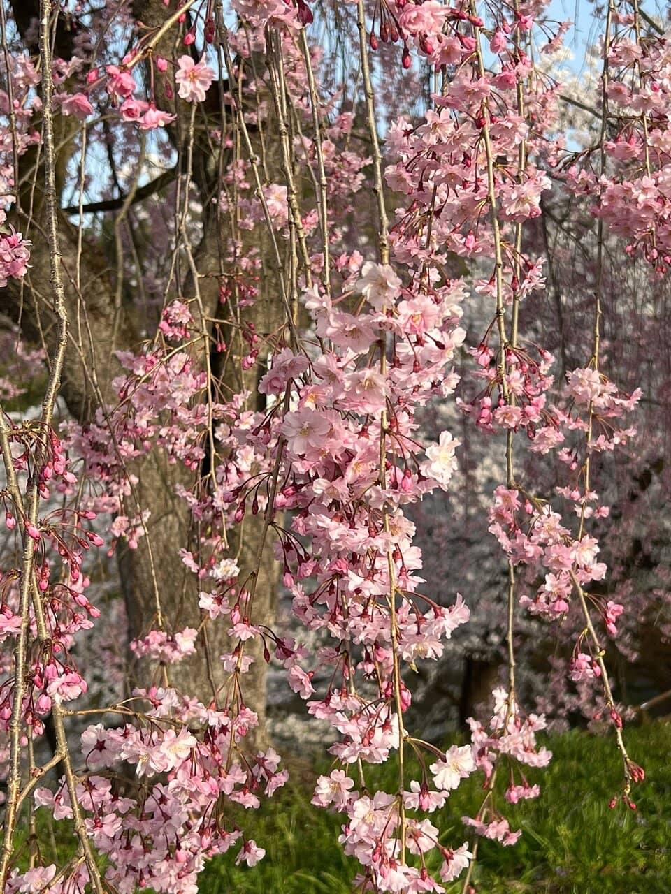 Sakura Season Spectacle