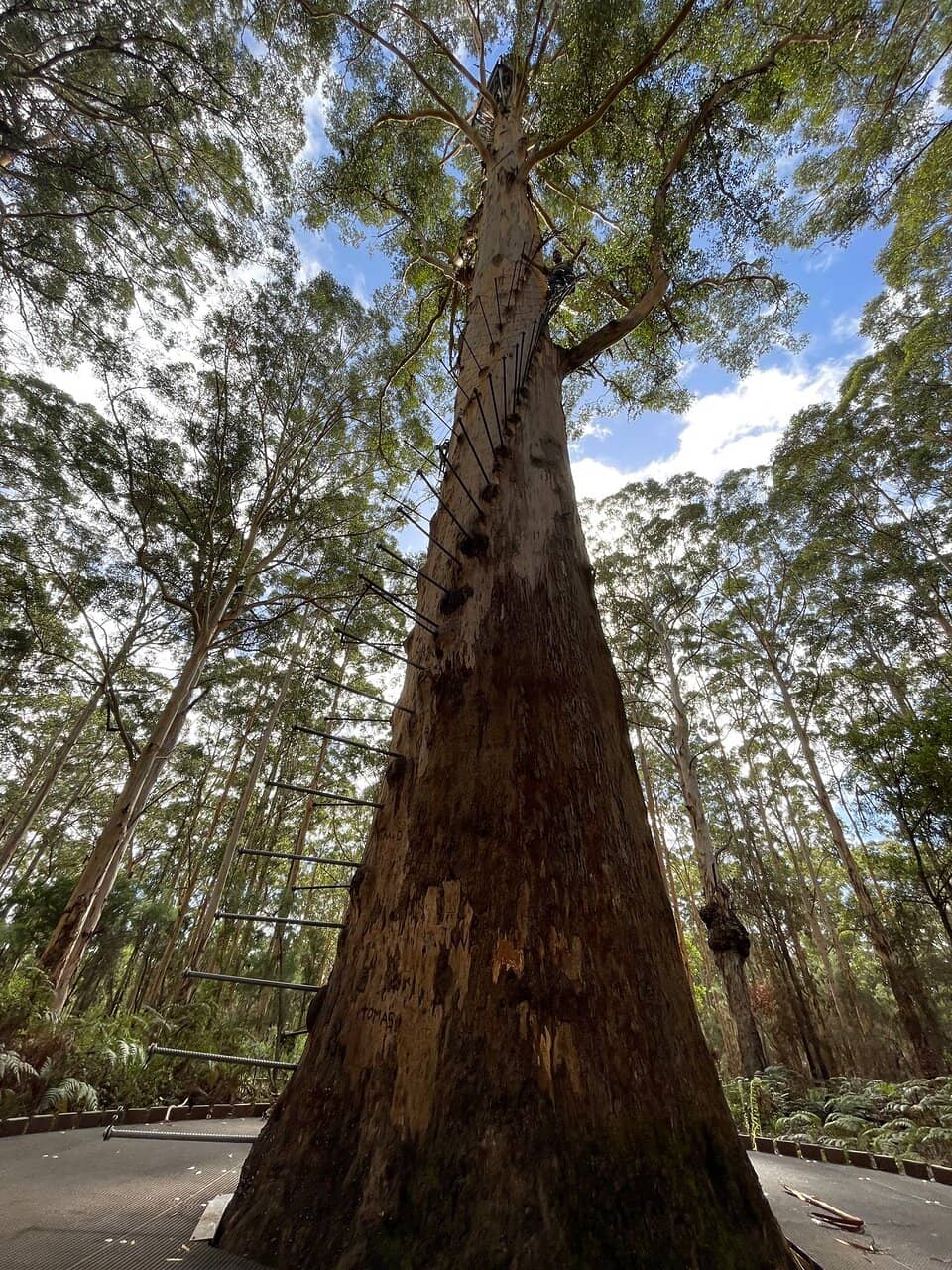 Karri Forest Canopy Views