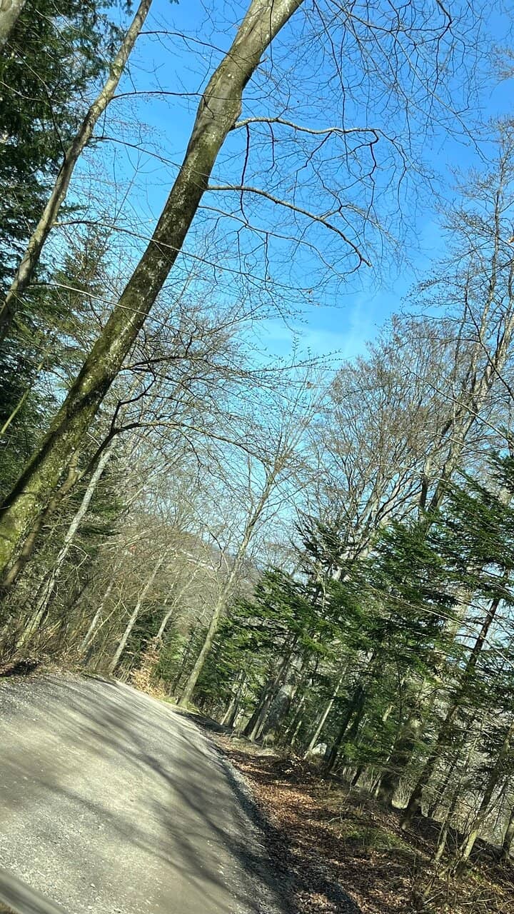 Forest Walking Trails