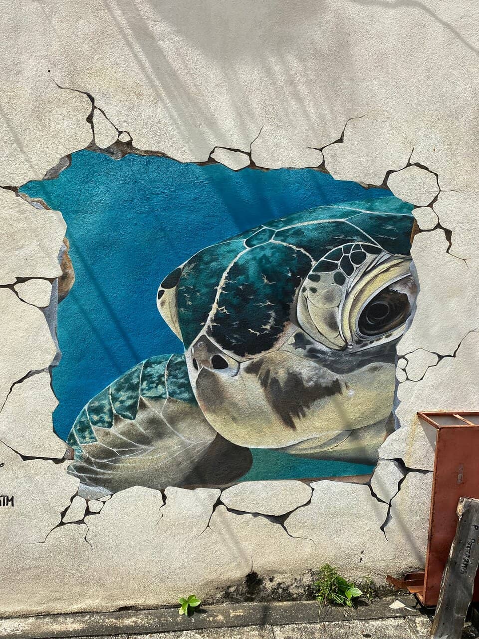 Turtle Conservation Stories