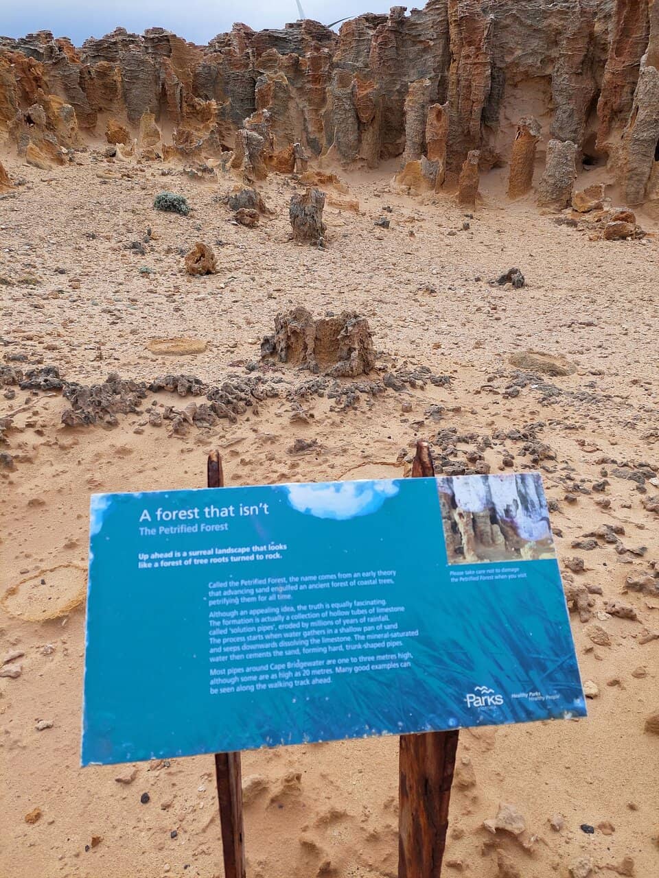The Blowholes