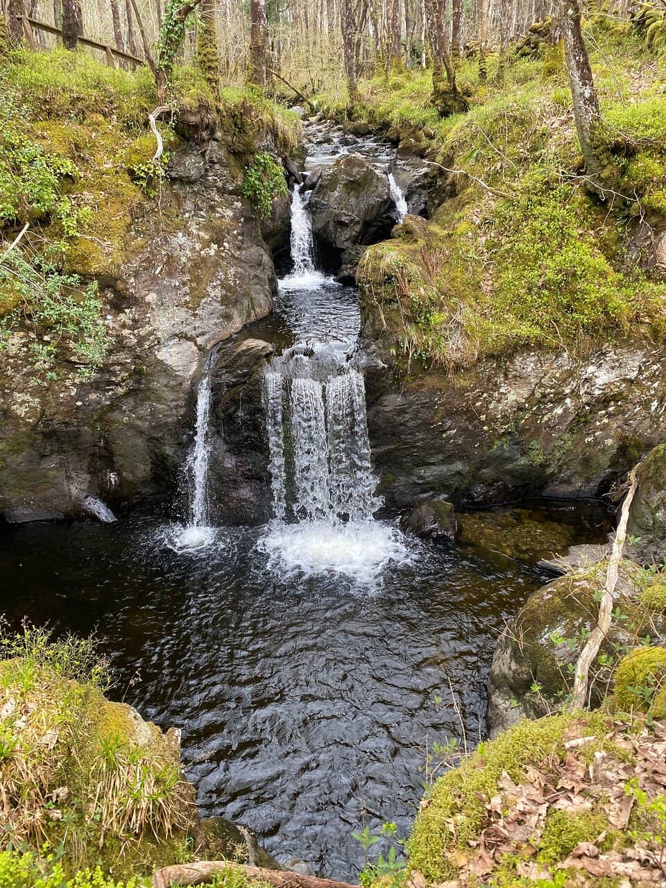 Ancient Woodland Trails