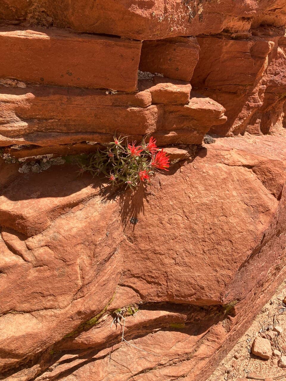 Towering Sandstone Amphitheater