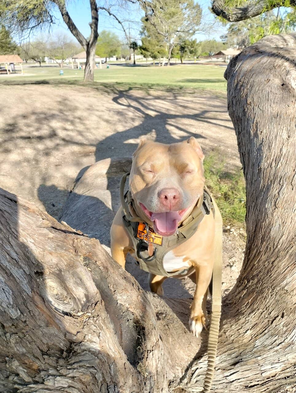 The Lake and Wildlife