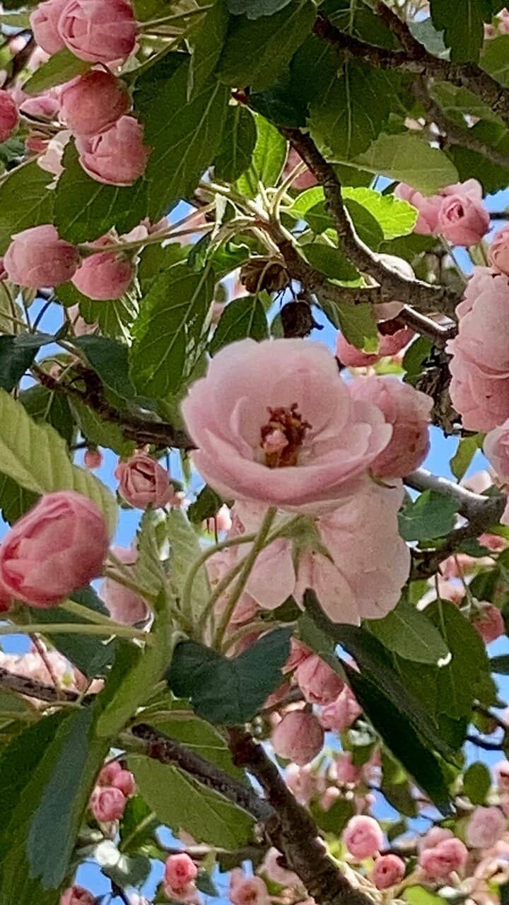Appalachian Foothills Trails