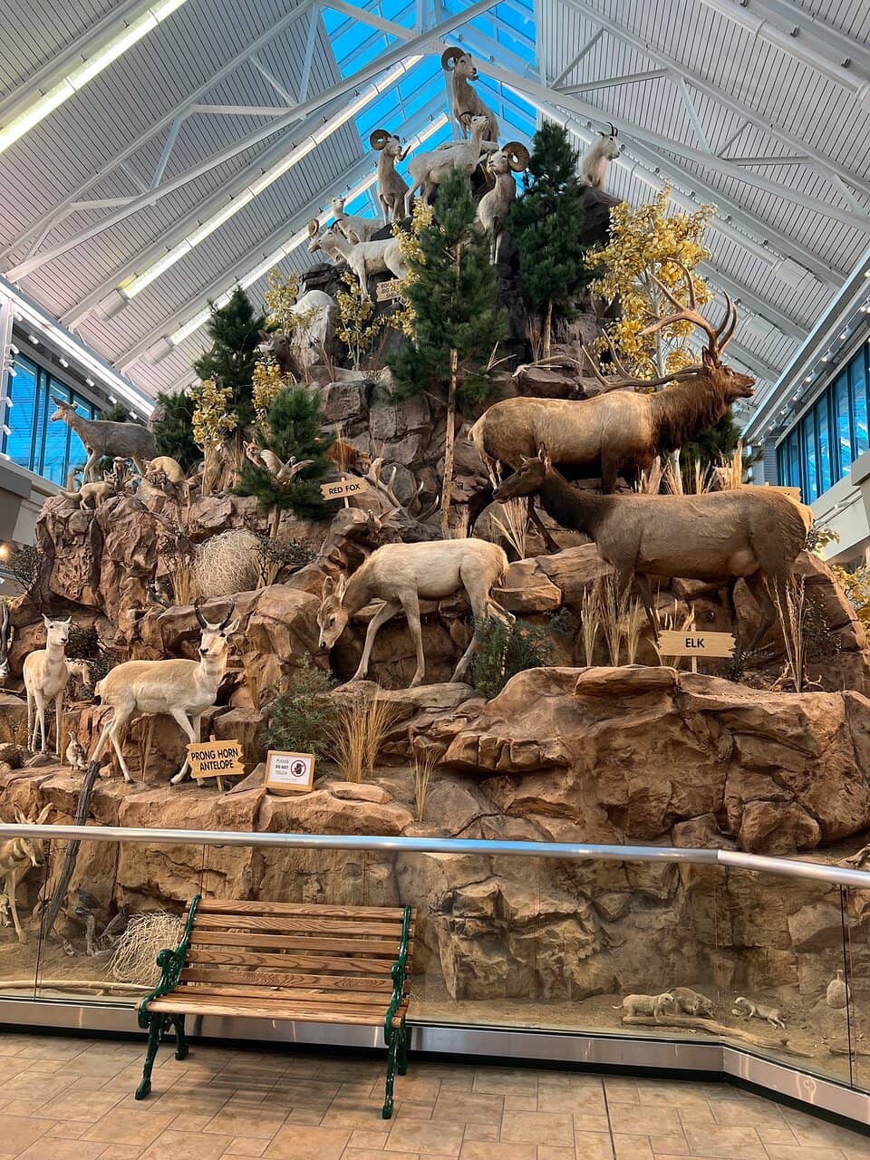 Taxidermy Wildlife Displays