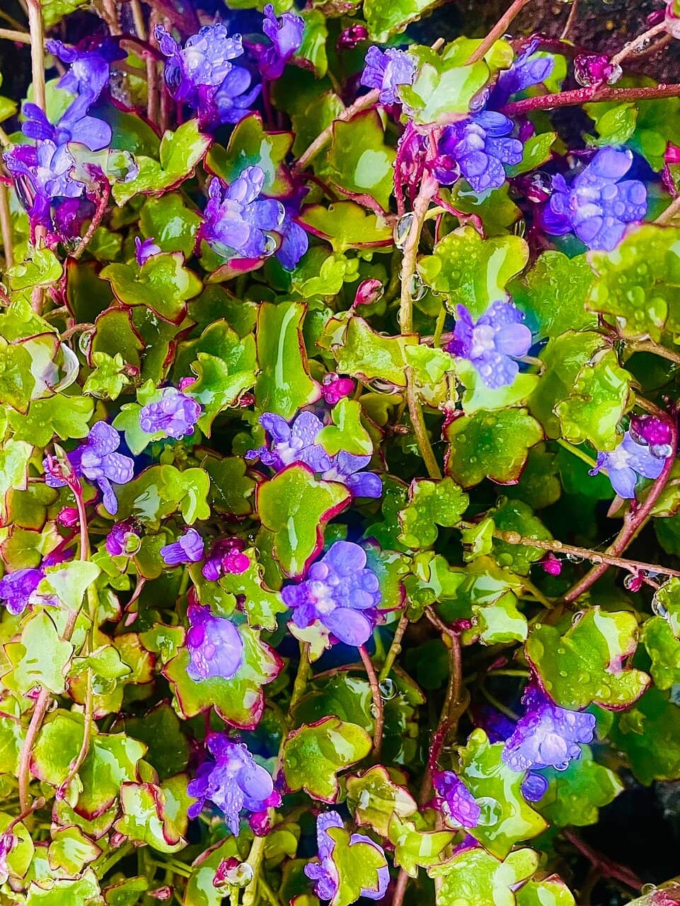 Peaceful Contemplation