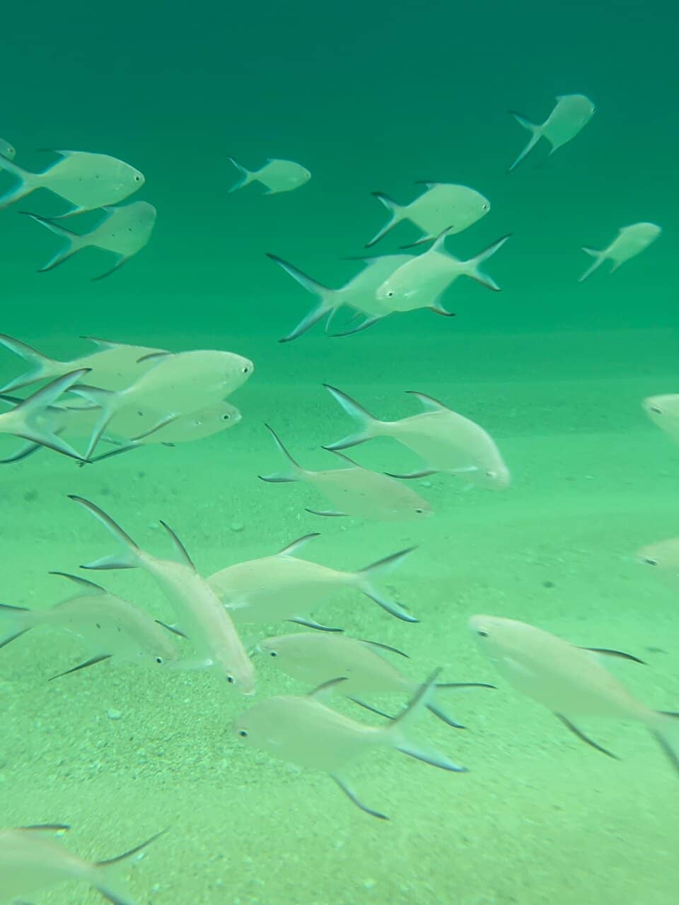 Expansive White Sands