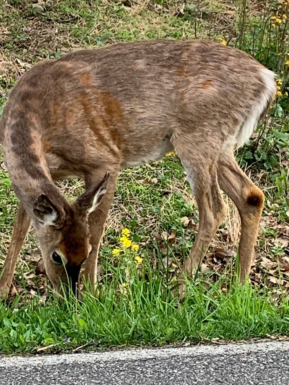 Skyline Drive Overlooks