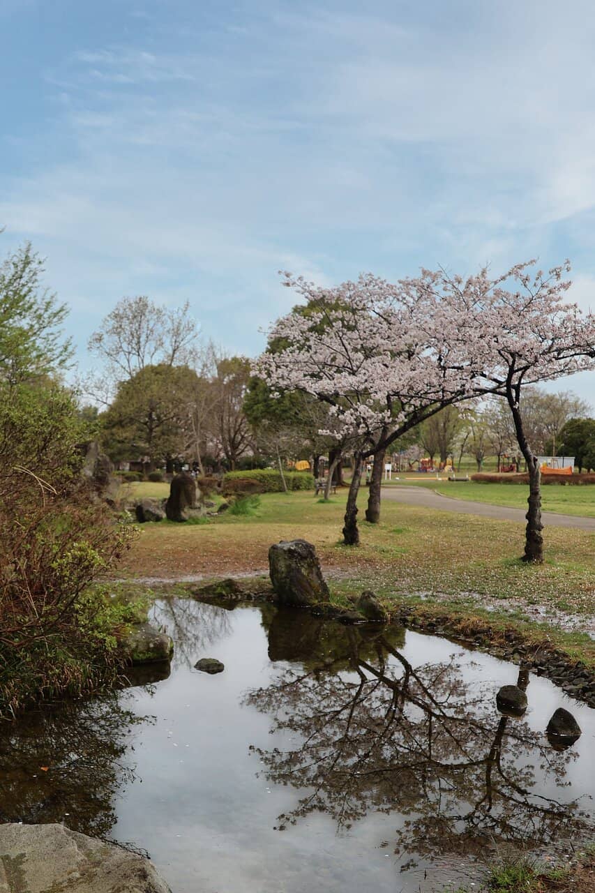 Japanese Cranes