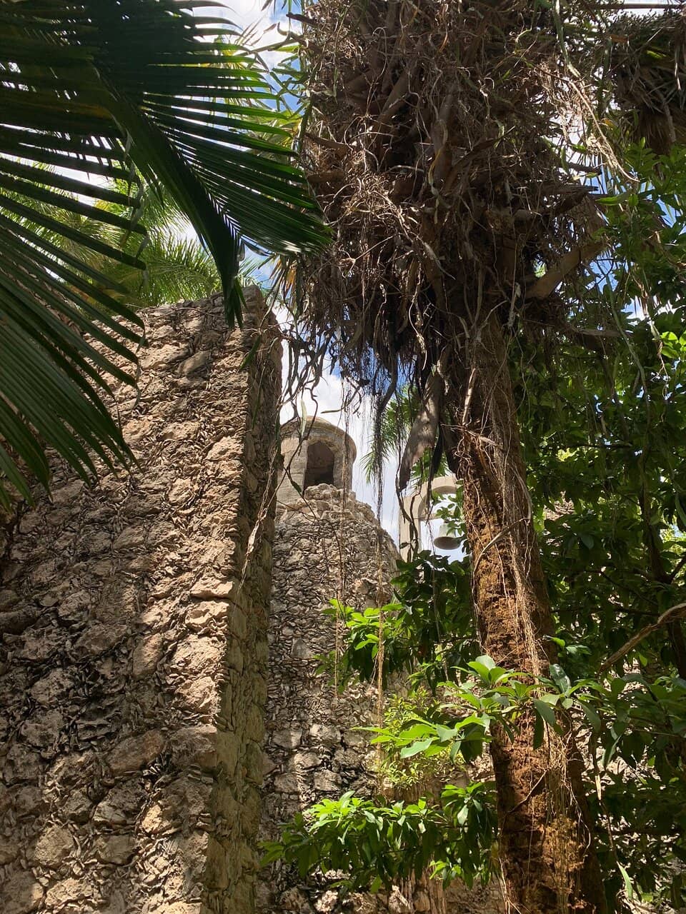 Palm Species Collection