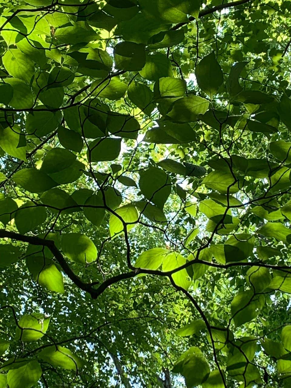 Mountain Biking Trails