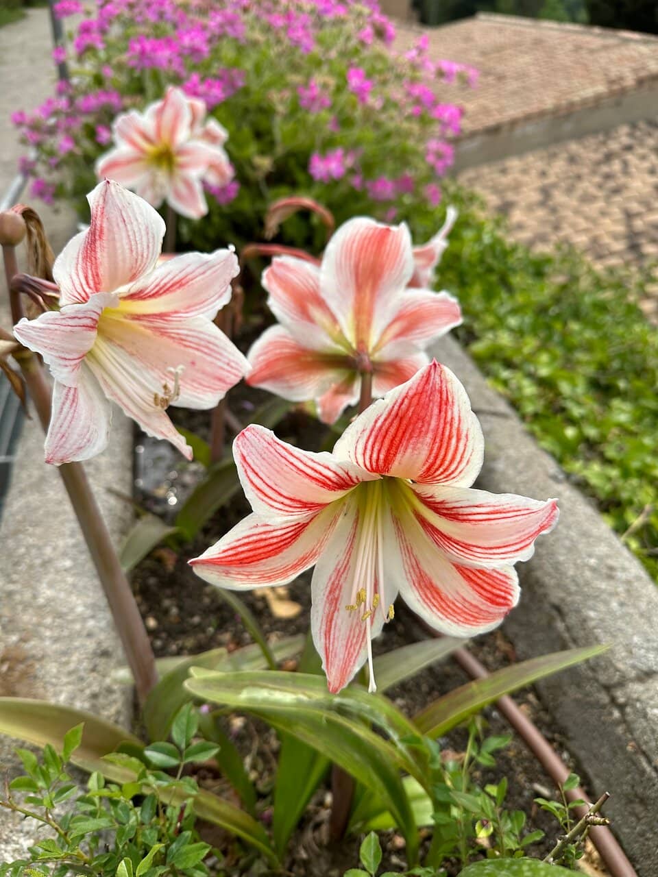 Moorish Architecture