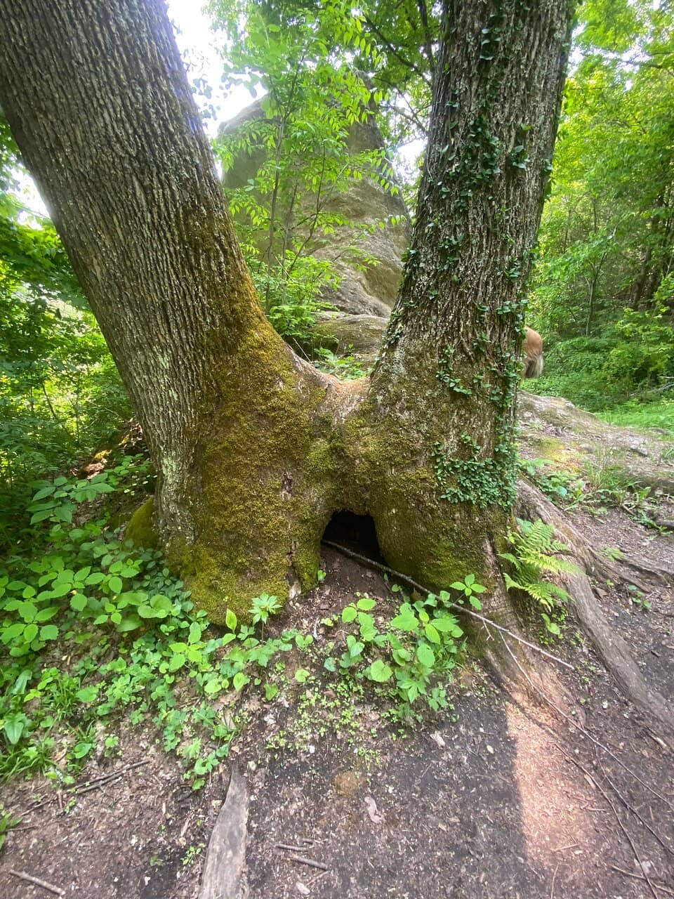 Meadows and Forests
