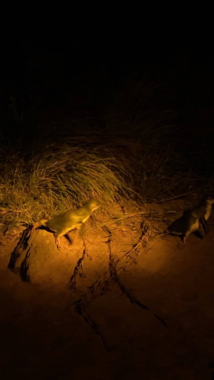 Historic Low Head Pilot Station