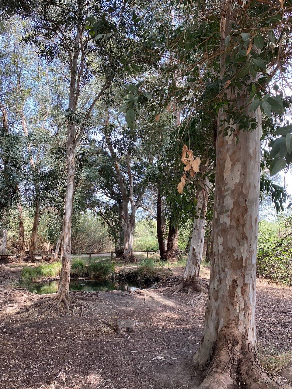 Riverside Forest Trail