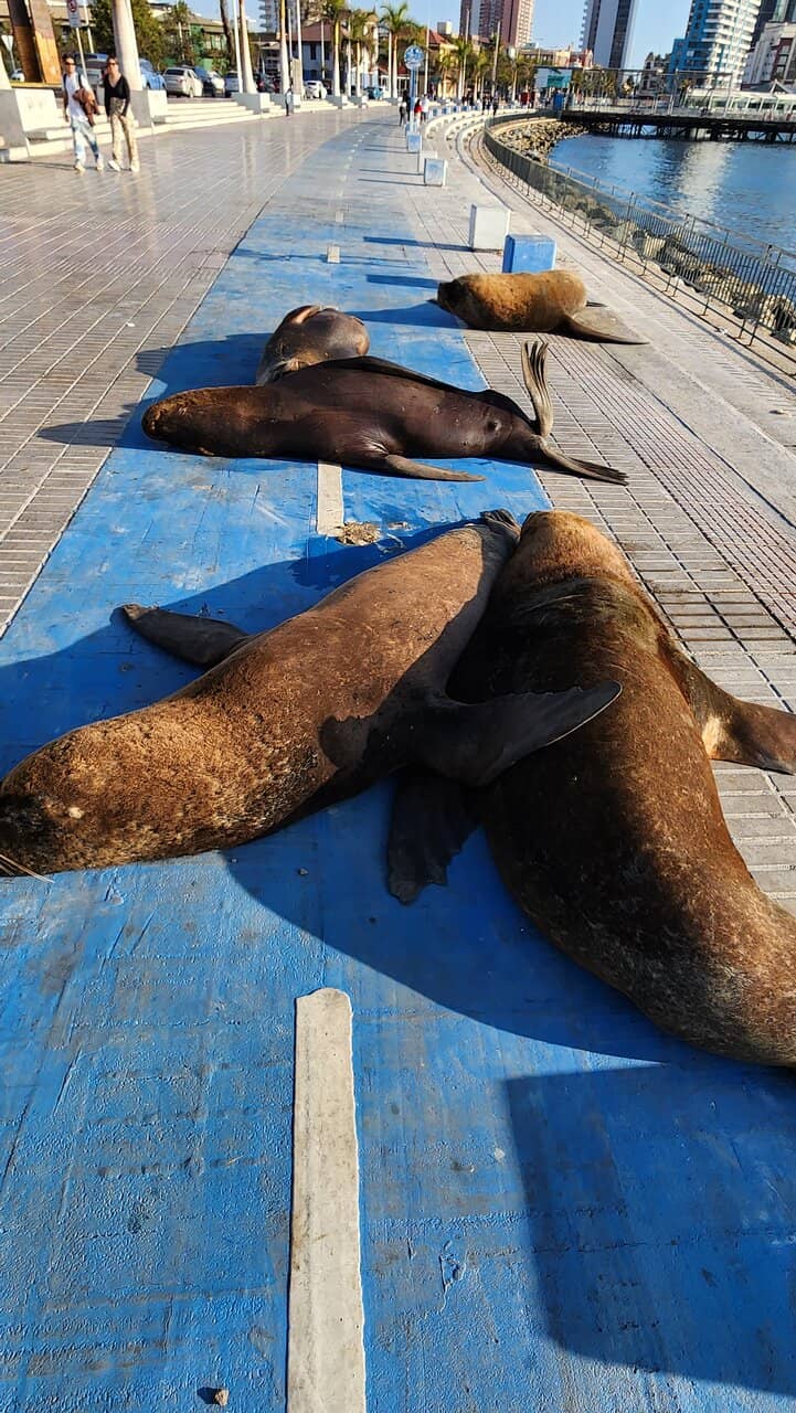Paseo del Mar Coastal Walk