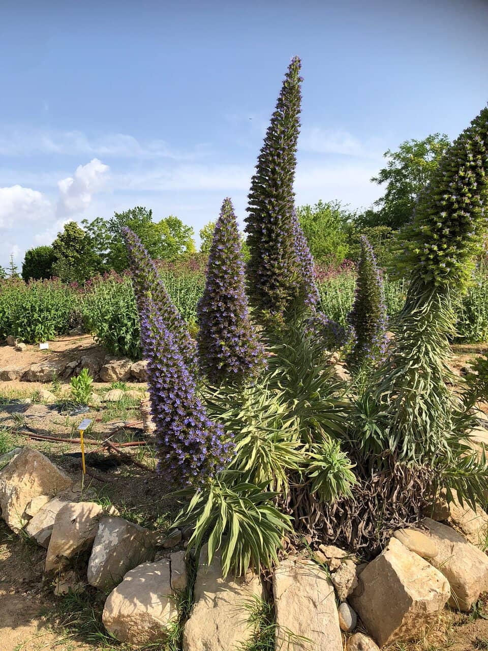 Mediterranean Forest Species
