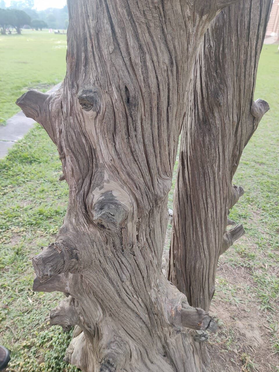 Forestry Heritage Museums