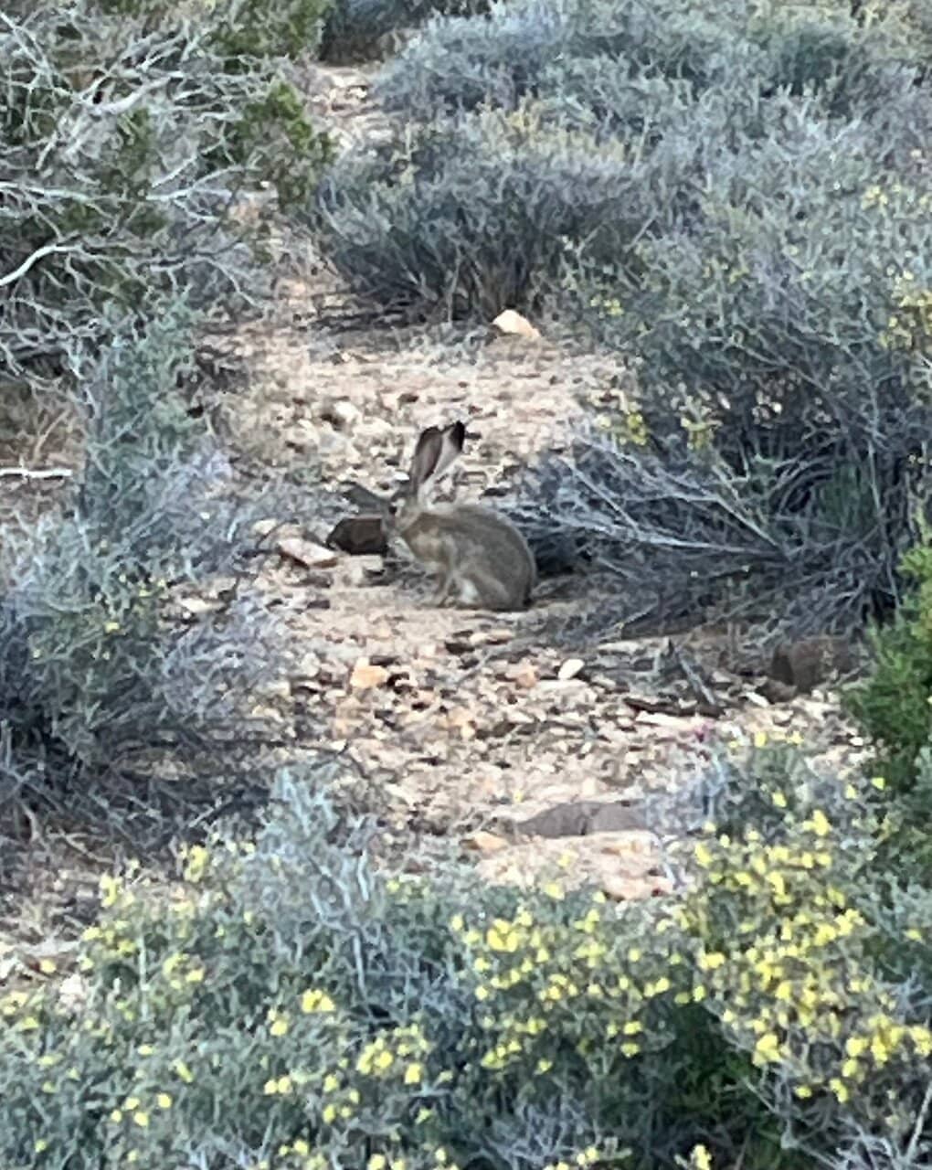 Scenic Loop Trail