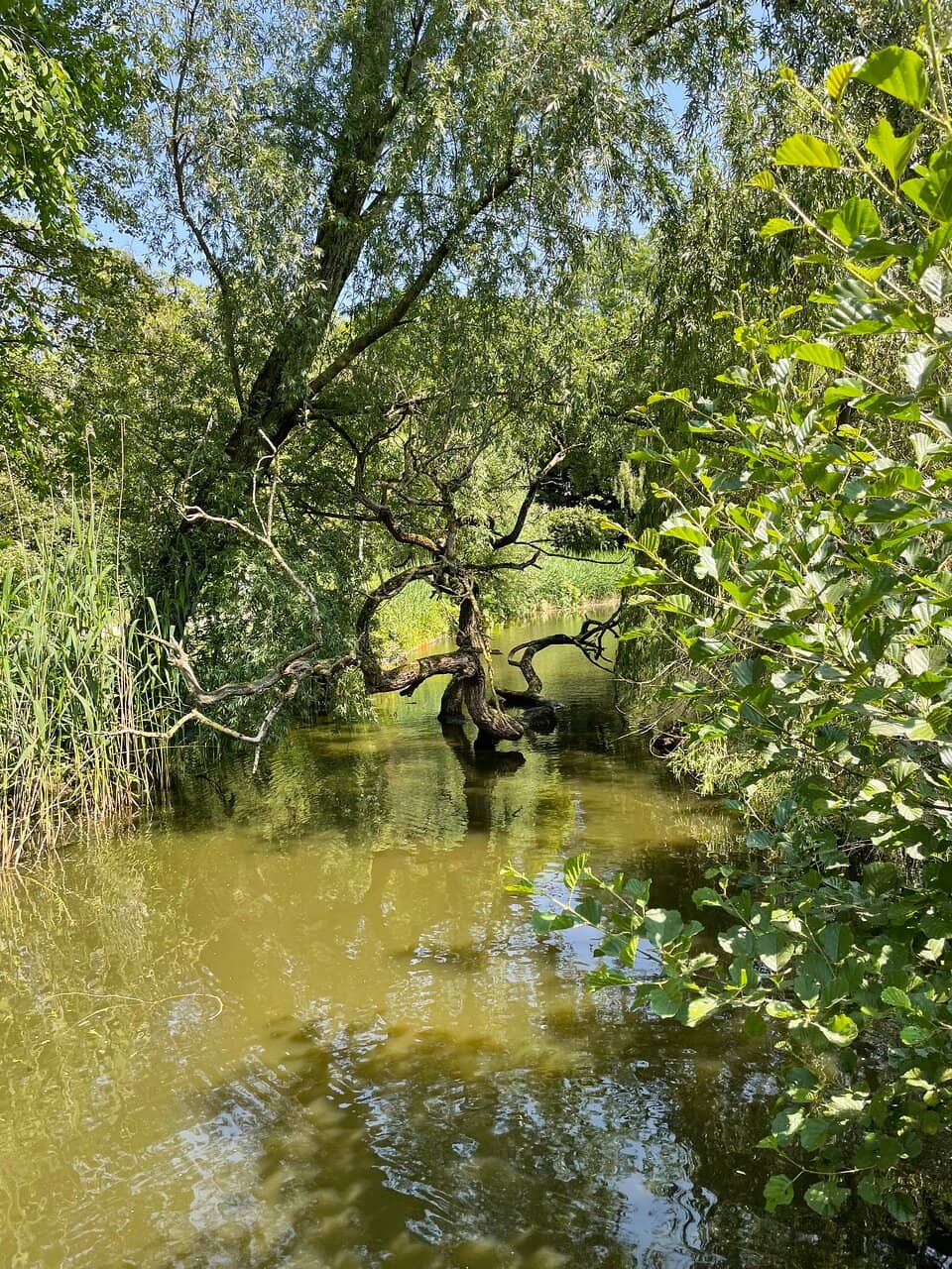 Lush Meadows