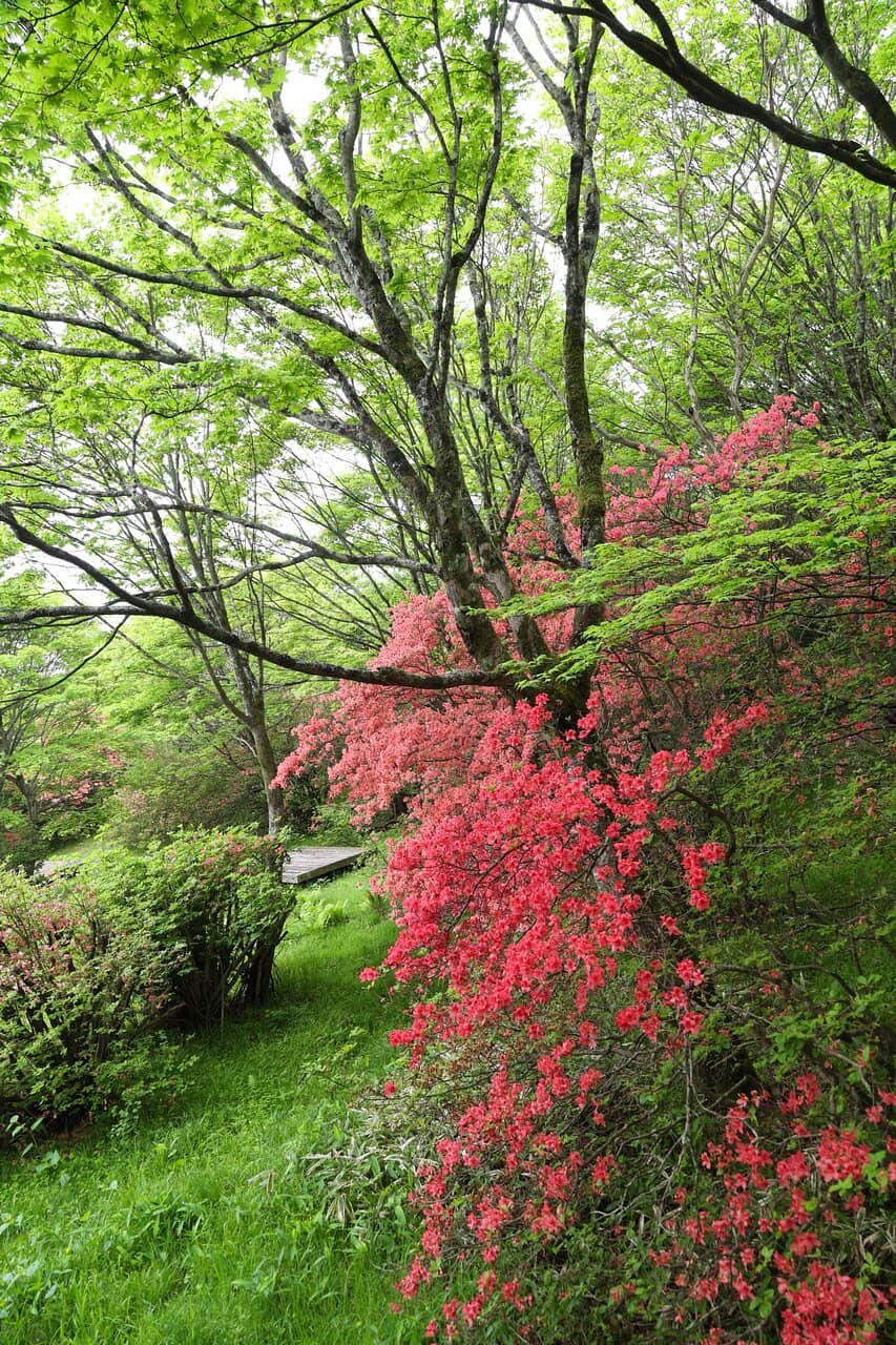 Azalea Suspension Bridge