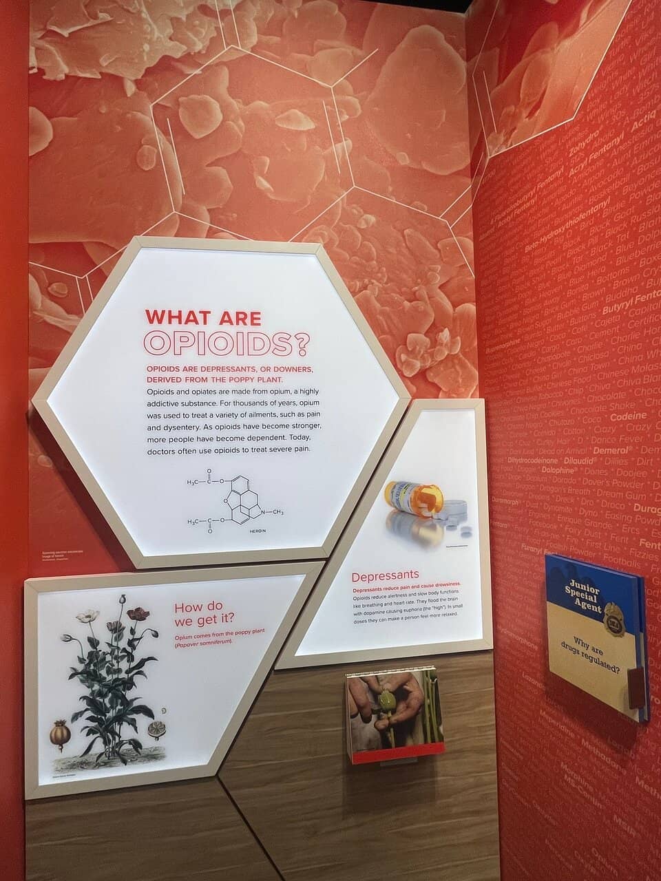 Lowrider Bike Showcase