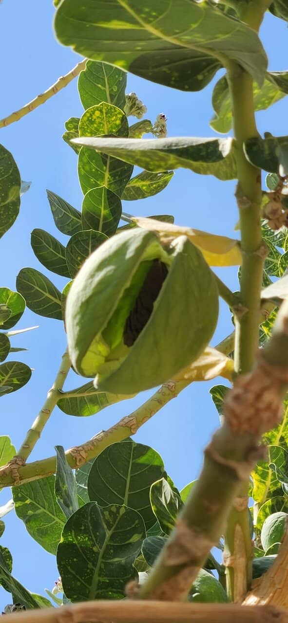 Birdwatching Opportunities