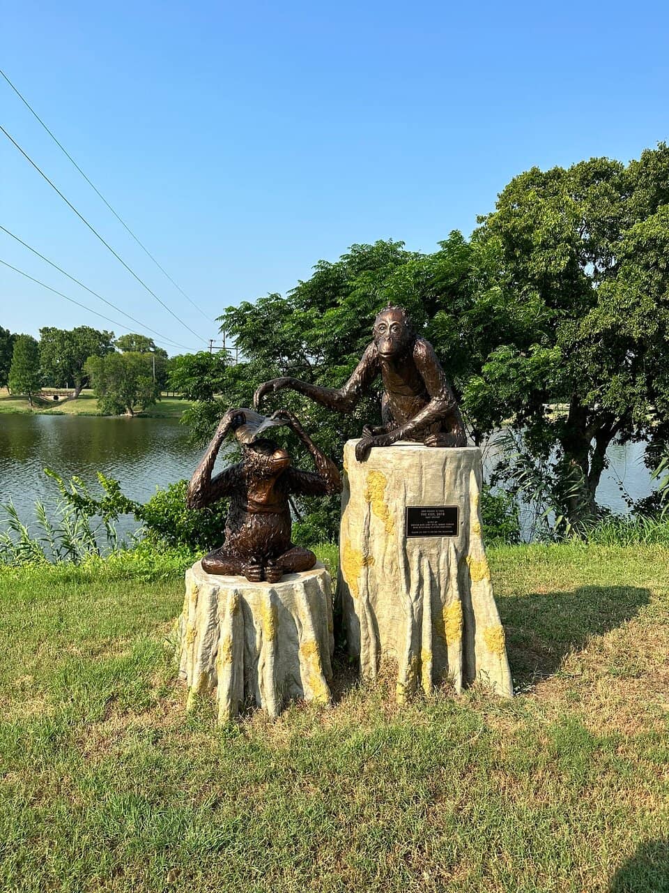 American Black Bear Cub