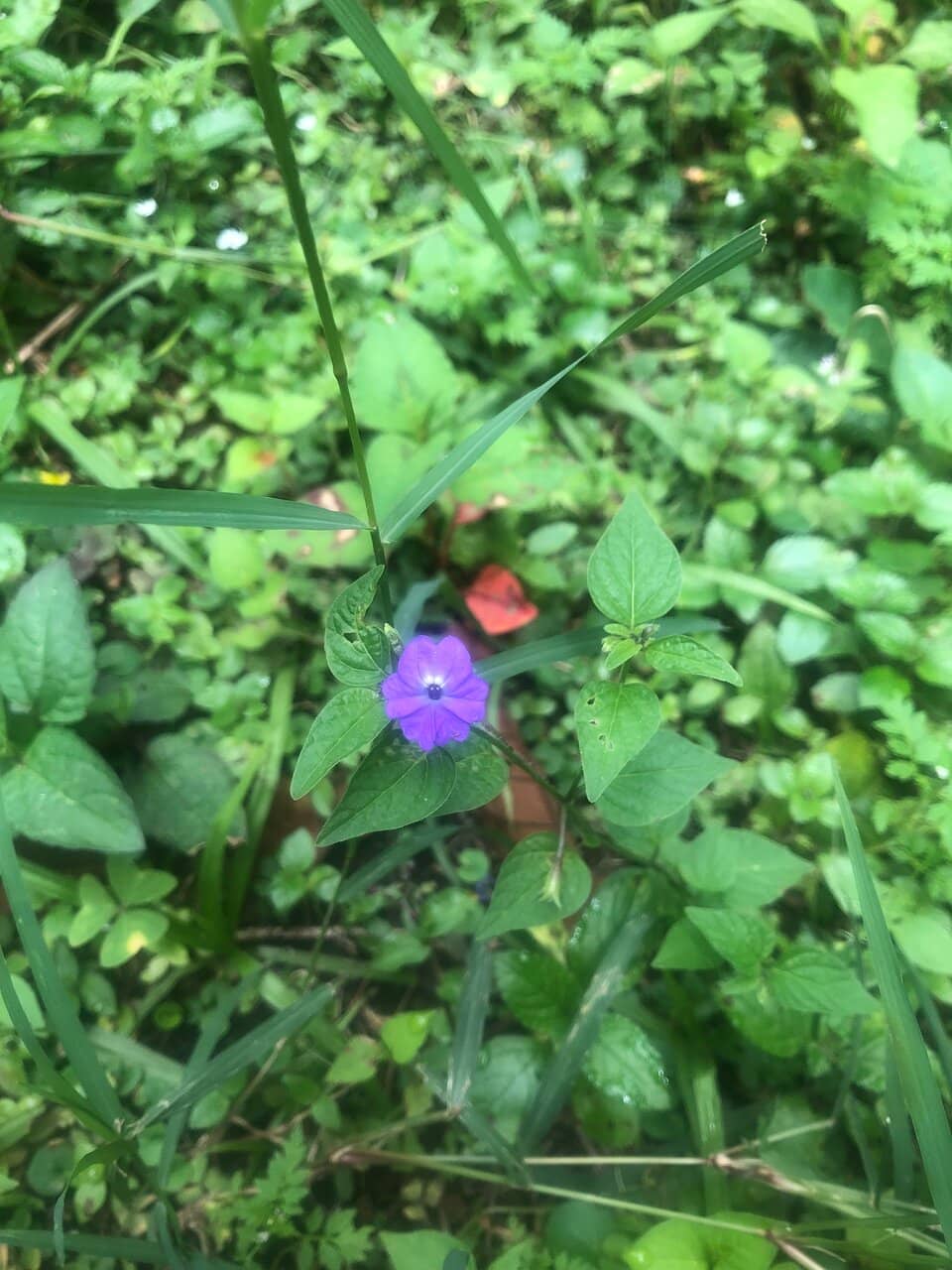 Festive Holiday Lights